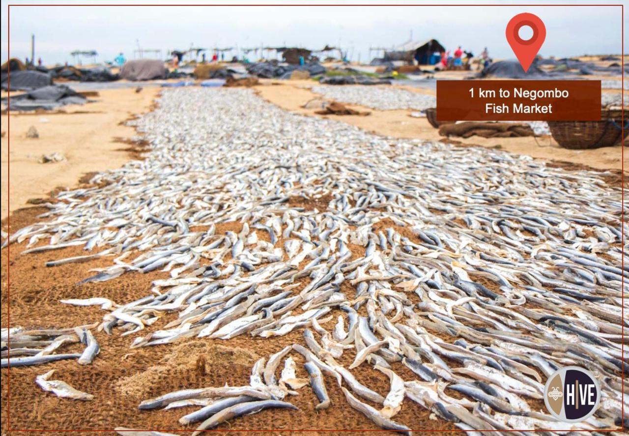 Hive 68 - Hotel And Resorts Negombo Bagian luar foto